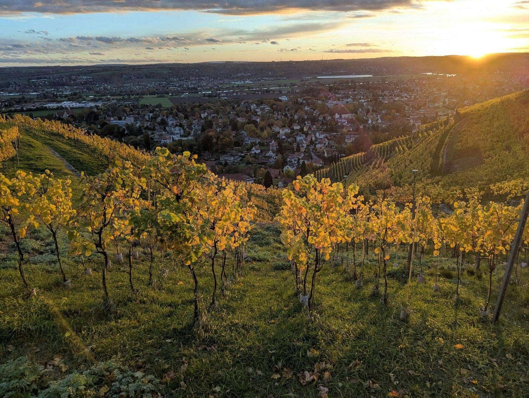 Rows of grapevines at an estate vineyard in golden sunlight